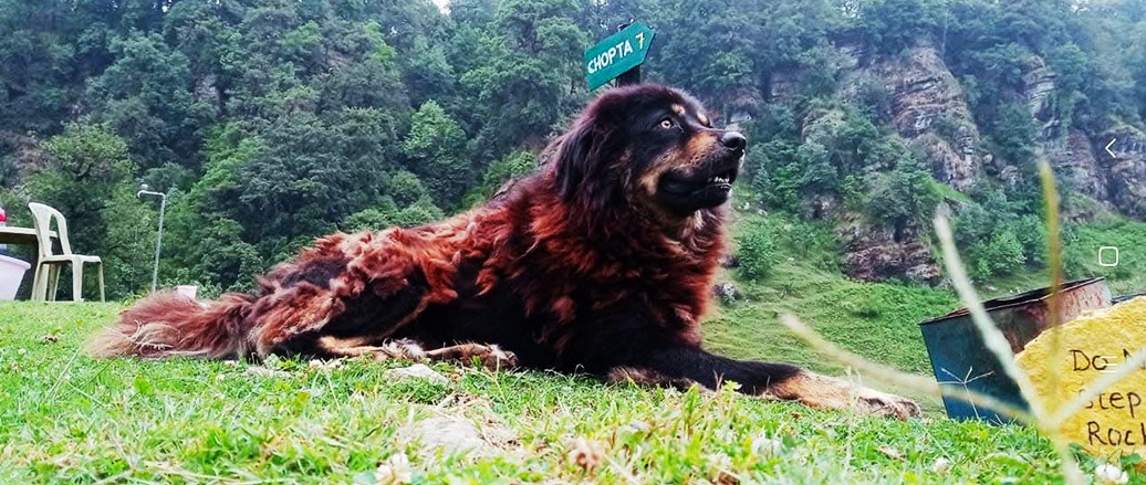 Hotel in Chopta Hotel in Chopta
